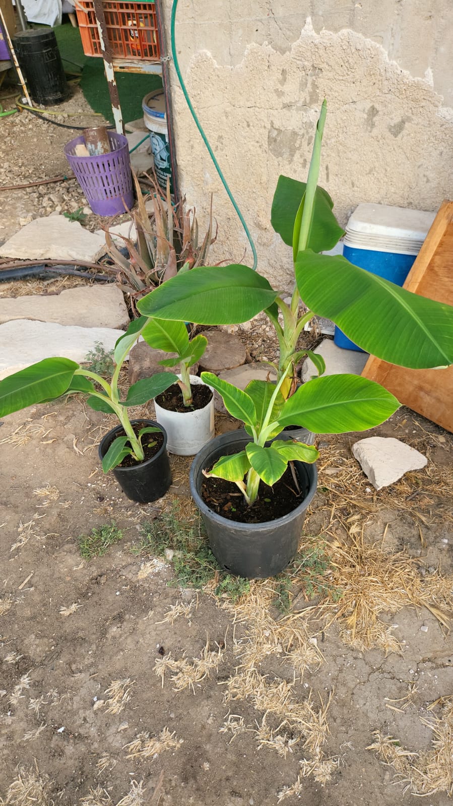 שתיל בננה בעציץ 1-5 ליטר – תמונה 9